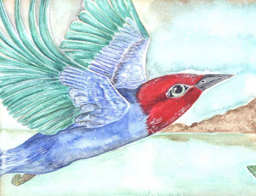 portada videocuento pajaro