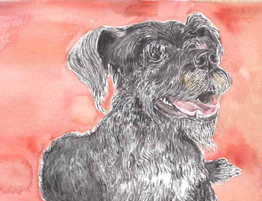 El perro que aprende a escribir